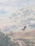 elk4.jpg