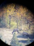 Elk5.jpg