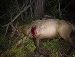 elk2.jpg