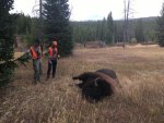 bison.jpg