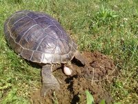 turtle egg laying.jpg