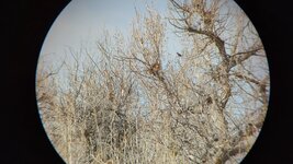 bird_magview.jpg bird_magview.jpg