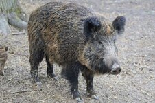 wild-boar-g7d447b31c_1920-1024x682.jpg