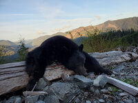 bear.jpg