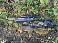 fox squirrel.jpg