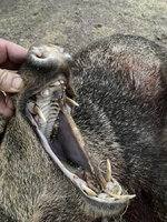 javelina 2023_1.jpg