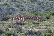 IMG_0068.jpeg