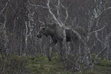 Spaner elg og rådyr 010g – Kopi.JPG