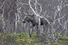 Spaner elg og rådyr 010g – Kopi~2.JPG