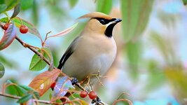 bird-lovely-beautiful-nature-wallpaper-preview.jpg