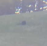 bear.png