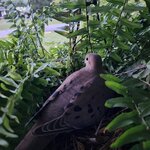 Dove pic 1.jpg