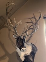 caribou mount.jpg