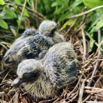 Dove chicks 1.jpg