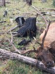 Elk-Rod-Valles Caldera #3.jpg