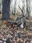 deer1.jpg