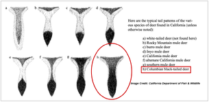Tail variations of California deer CDFW (3).png