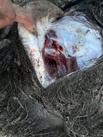 IMG_6199.jpeg