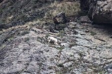 20230530-IMG_5419 Nanny and kid crossing the rock face 5.jpg
