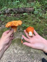 8DF48251-7F5F-44B6-AA68-FEC631502B1B.jpeg