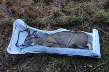 sled deer.jpg