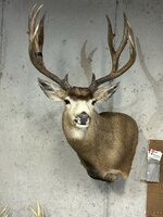 23Mulebuck.jpg