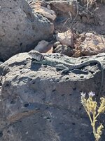 IMG_8559.jpeg