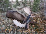 Moose.jpg
