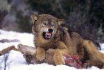 694926452-gray-wolf-canis-lupus-captive-wolf-defends-deer-carcass-kill-on-snowbank-montana1.jpg