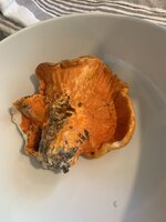 IMG_6945.jpeg