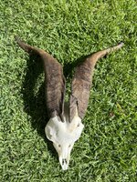 IMG_0117.jpeg