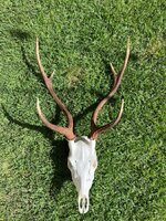 IMG_0116.jpeg