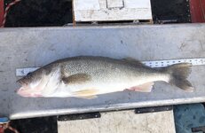 IMG_0976.jpeg