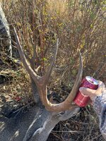 1C7E11E2-B4BD-4C73-AE82-FF357239CB67.jpeg 1C7E11E2-B4BD-4C73-AE82-FF357239CB67.jpeg