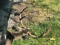 EA9DE319-8AD5-4629-B970-7E8C2E8FEED0.jpeg EA9DE319-8AD5-4629-B970-7E8C2E8FEED0.jpeg