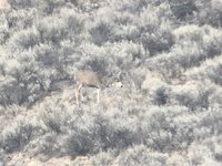 4EF27ADB-7B16-432B-8F59-D9DB232EFF7D.jpeg 4EF27ADB-7B16-432B-8F59-D9DB232EFF7D.jpeg