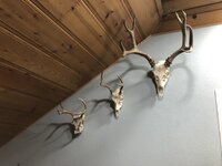 E786FDAF-5788-4BA7-9DCC-F5381CBFAD17.jpeg E786FDAF-5788-4BA7-9DCC-F5381CBFAD17.jpeg