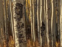 elk-aspens.jpeg elk-aspens.jpeg