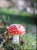 C406159C-81B8-46AE-A1C3-C98327FCFEFD.jpeg