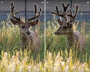deer.jpg