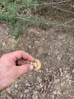 IMG_1101.jpeg