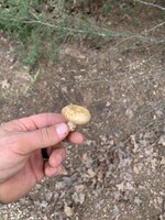 IMG_1100.jpeg