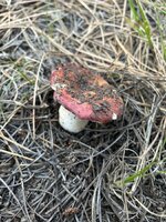 IMG_9510.jpeg