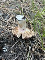 IMG_9511.jpeg