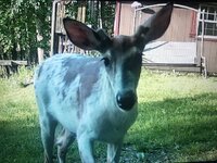 IMG_3210.jpeg