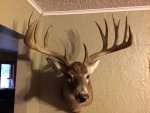 2012 buck wall.jpg