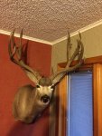 muley wall.jpg
