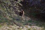bear.jpg