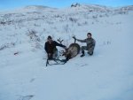 caribou1.jpg