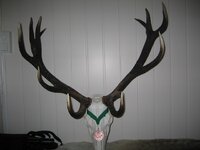 Stag.jpg